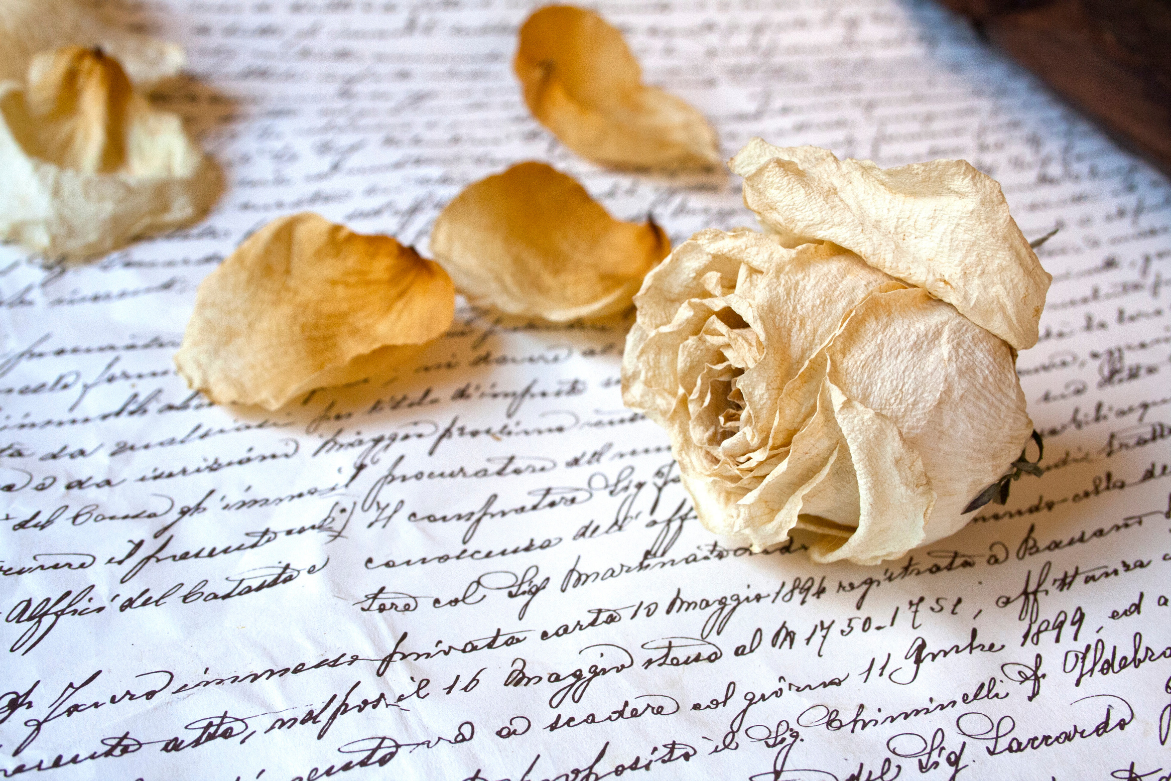 Close Up Shot of a Dried Flower